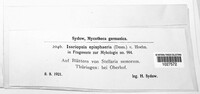 Isariopsis episphaeria image
